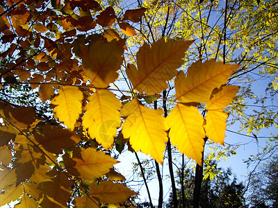 秋季时间森林生活绿色美化生长黄色天空叶子自然园艺图片