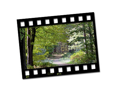 电影院框架边界拍摄艺术树木相机绿色照片插图背景图片