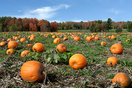 Pumpkins 字段图片