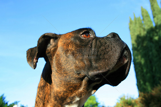 拳击犬头衣领公园安全宠物棕色蓝色黑色植物天空拳击手图片