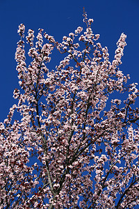 樱花枝条蓝色植物学花朵叶子季节花园天空植物植物群图片