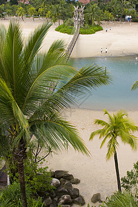 森托萨岛棕榈洗澡旅游海滩游客游泳娱乐图片