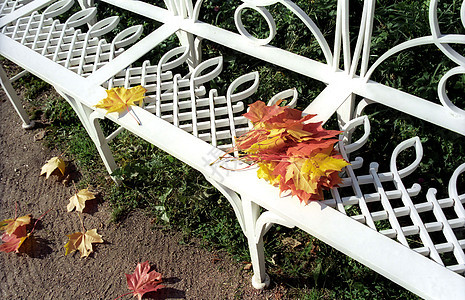 果树叶的花园长椅图片