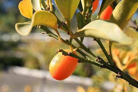库姆夸特花园皮肤食物苗圃橙子树叶温室植物生产叶子图片