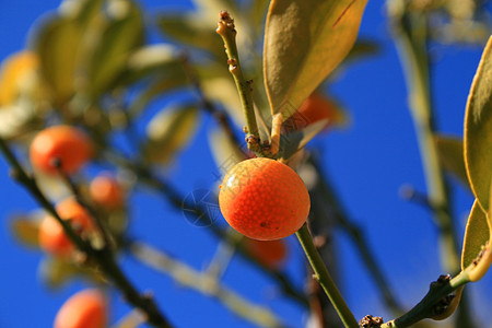 库姆夸特皮肤树叶食物植物叶子生产温室苗圃花园橙子图片