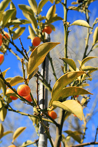 库姆夸特食物叶子花园苗圃植物生产橙子水果皮肤温室图片