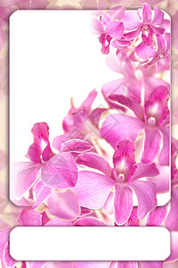 浪漫兰花框背景图片