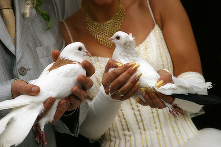 白鸽结婚项链男人鸽子女性美甲婚姻婚礼白色图片