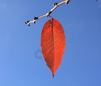 最后一叶红色宏观天空季节蓝色棕色静脉季节性褪色图片