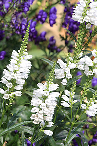 白润滑油树叶季节绿色季节性植物群紫色花瓣白色花园宏观图片