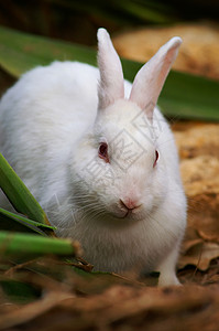 白兔白色动物软毛毛皮图片
