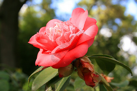 粉红卡丽花花花园季节性植物群晴天阳光植物阳光照射粉色绿色太阳图片