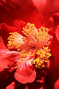 红卡梅利亚花果园阳光照射分支机构季节性太阳红色宏观花瓣植物晴天图片