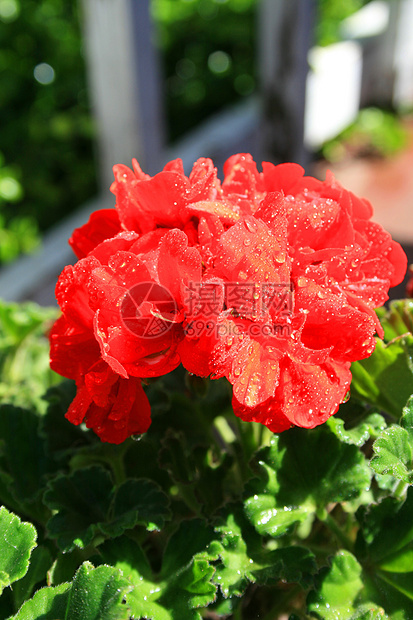 红宝石花公园叶子花园植物群森林植物绿色晴天红色树叶图片