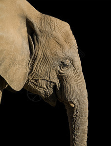 非洲大象哺乳动物荒野动物园皱纹动物鼻子力量树干耳朵皮肤图片