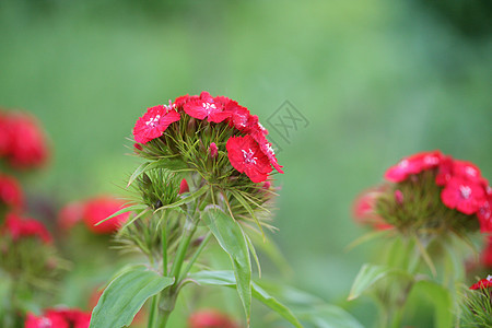 红花花园太阳种子宏观蓝色植物群生长杂草蝴蝶漏洞图片