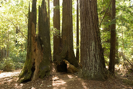 红木地标植物群盆地森林旅游树木植物生态远足踪迹图片
