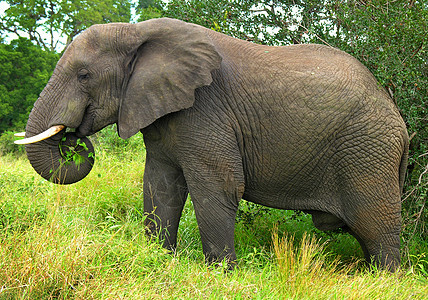 来自非洲的大象图片