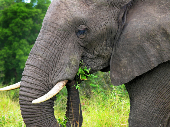 成年大象吃树叶图片