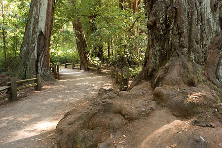 红木旅行生态公园植物群踪迹森林旅游远足衬套红杉图片