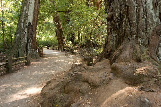 红木旅行生态公园植物群踪迹森林旅游远足衬套红杉图片