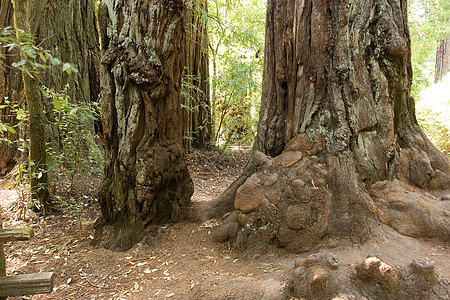 红木红杉树林旅游盆地丛林旅行地标树木环境踪迹图片