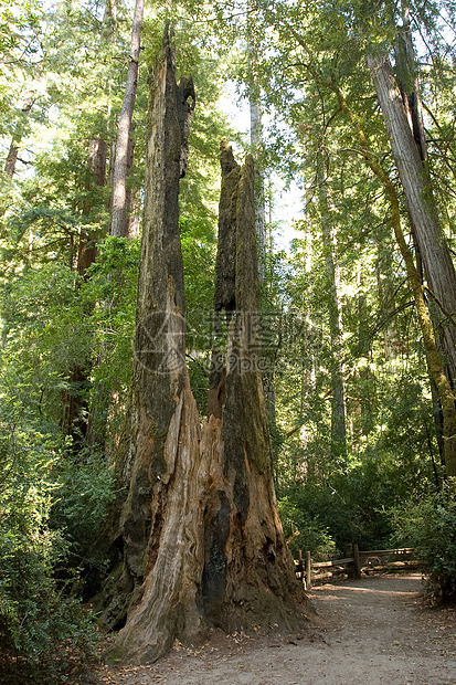 红木旅行红杉丛林植物群衬套生态环境森林步道树林图片