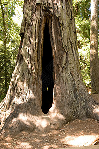 红木旅行植物丛林生态旅游地标红杉环境植物群公园图片