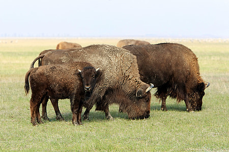 水牛旅游国家旅行野牛灭绝草地公园动物奶牛哺乳动物图片