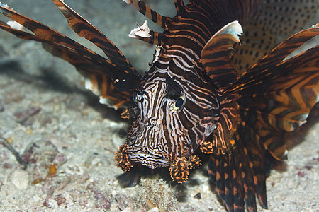 热带鱼狮子鱼海洋危险翼龙宏观游泳珊瑚潜水热带图片