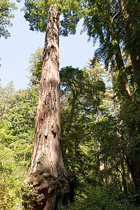 红木远足衬套植物群树木公园地标森林植物旅游环境图片