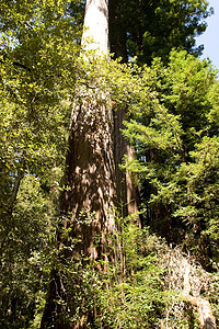 红木生态旅游地标盆地植物步道丛林环境旅行树木图片
