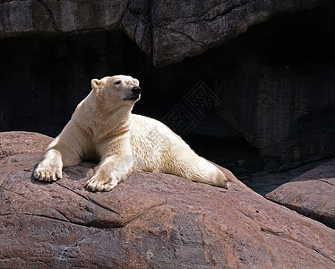 温和湿润的北极熊图片