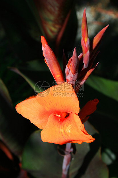 Canna 莉莉花太阳百合宏观时间季节绿色橙子花园晴天分支机构图片