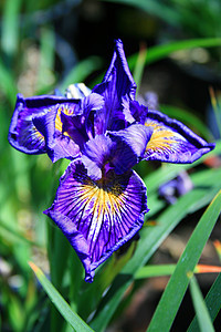 Iris 鲜花蓝色紫色季节阳光照射植物晴天季节性植物群太阳时间图片