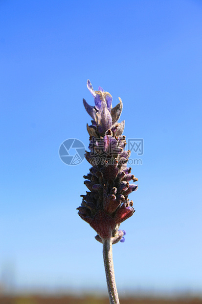 淡紫花绿色植物群薰衣草花园分支机构紫色阳光照射阳光宏观晴天图片