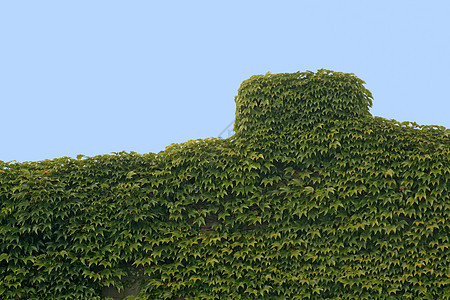 过度发展爬行者植物学植物杂草建筑天空烟囱树叶叶子植被图片