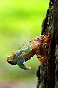 Cicada 胶状天线唱歌宏观橙子动物翅膀瘟疫昆虫学野生动物漏洞图片