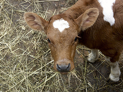 小奶牛白色干草动物生长稻草村庄红色耳朵房子牛肉图片