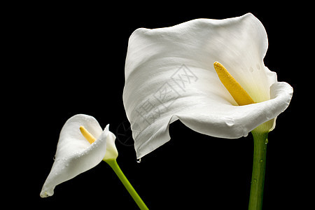 两个白卡拉女性卷曲热情念日礼物花瓣曲线植物群百合植物图片