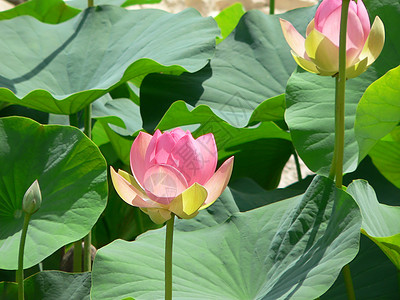 莲体叶子荷花池塘植物粉色百合图片