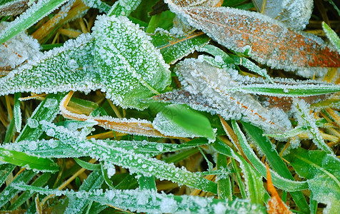 在草地上漂浮 落叶落叶水晶温度杂草边缘叶子树叶植物学雪晶天气稻草图片