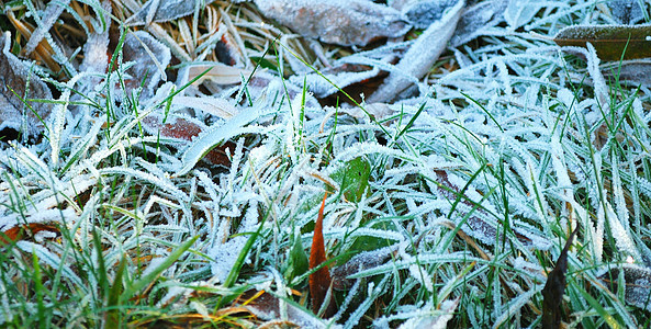 在草地上漂浮 落叶落叶宏观冻结温度杂草水晶叶子稻草边缘植物学雪晶图片