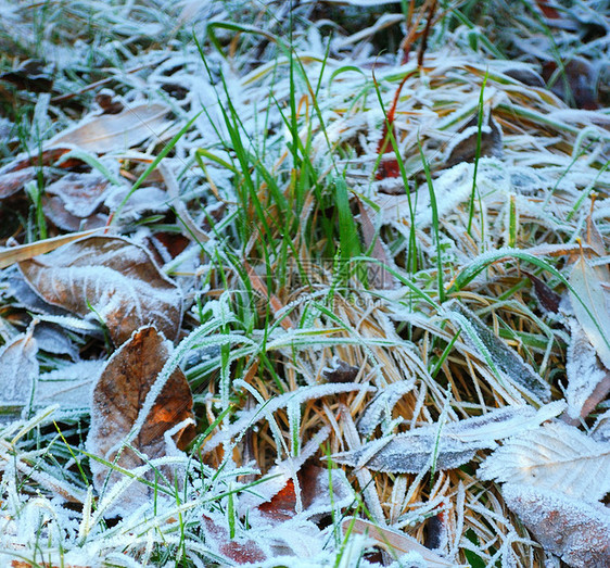在草地上漂浮 落叶落叶树叶宏观边缘稻草植物学雪晶杂草水晶温度叶子图片