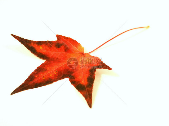 红秋叶静脉红色树叶公园植物学环境叶柄叶子植物刀刃图片