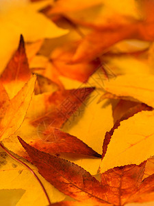 秋季背景刀刃叶子环境公园植物学红色植物静脉生长树叶图片