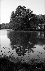 黑白相交黑色天空白色池塘反射环境公园绿色叶子自然图片