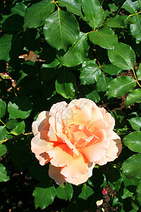 橙玫瑰花花植物植物群绿色阳光照射晴天阳光季节玫瑰季节性花园图片