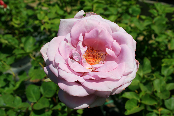 粉红玫瑰花花植物宏观太阳季节性阳光绿色晴天植物群花园阳光照射图片