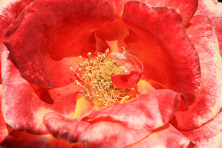 红玫瑰花晴天宏观绿色红色阳光照射植物太阳分支机构季节性玫瑰图片